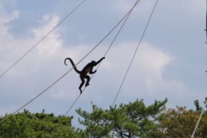 鳴き声が特徴的な動物「ホエザル」、実は声が大きく太いほどが小さいものがある！？