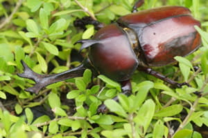 【昆虫雑学】素朴な疑問！昆虫に心臓はあるの？血液はどうなってるの？