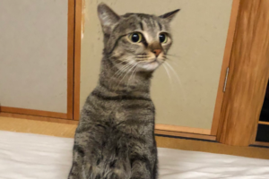 ニャンコが正座してる！？まるで落語家のような佇まいが面白カワイイ(笑)