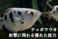 水面下のスナイパー「テッポウオ」。実は数学者顔負けの超スゴい能力を持っていた!