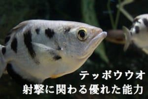 水面下のスナイパー「テッポウオ」。実は数学者顔負けの超スゴい能力を持っていた！