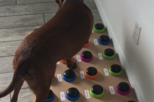 「ハッピー」「ボール」愛犬と音声ボタンで会話が成立！？言語療法士の面白い試みが話題に