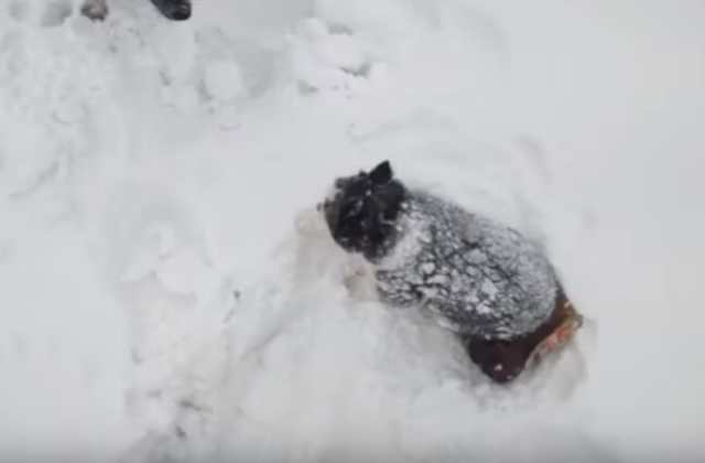 dog_petbottle7