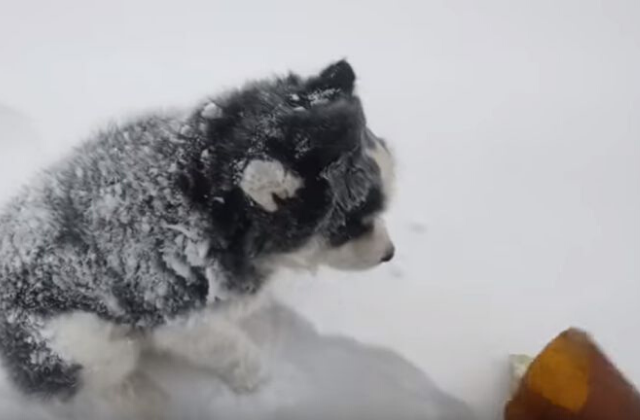 dog_petbottle6