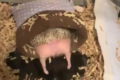 お布団の外にデローン!ハリネズミのキュートなお尻をツンツンすると・・
