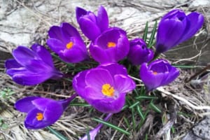 【クロッカスの花言葉】ロマンチックな花言葉はギリシャ神話が由来？