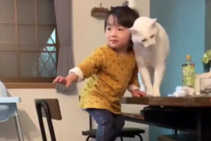 テーブルに上がろうとする子どもを制止するネコ、その姿が完全にプロのシッターさんだった！