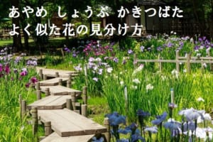「あやめ」と「しょうぶ」に「かきつばた」、そっくりな花たちの見分け方をご紹介！