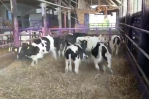 テンションアゲ～♪なところを撮影されていると気付いた牛たち、その反応が思春期女子だった(笑)