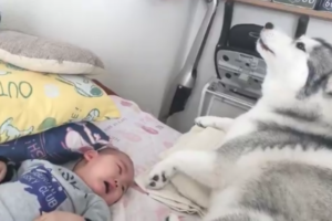 すっごい必死！ギャン泣きする赤ちゃんの隣でハスキー犬がとった驚きの面白行動とは？！