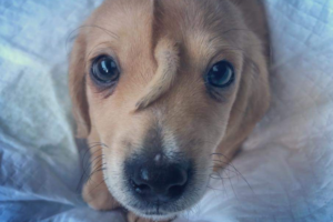 違いは個性！額からしっぽが生えたユニコーンワンコの可愛さにメロメロ