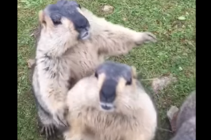 まるでバーゲンセールのおばちゃん(笑) 餌を求めて押し合うプレーリードッグたちが完全に人間だった！