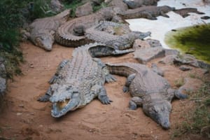 ワニは恐竜よりも強い！？太古の昔から生息していたワニ達は最強生物なのでは？