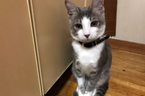 床に散らばる熱帯魚のエサ、「僕何もしてませんけど？」とすまし顔をするニャンコが可愛い