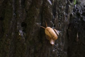 カタツムリをゾンビ化させる寄生虫「ロイコクロリディウム」が恐ろしい！