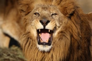 ライオンの「たてがみ」は何のためにある？その理由にビックリ！！