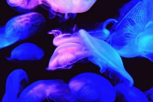 電気クラゲってどんなクラゲ？電気クラゲと呼ばれるクラゲは2種類いた！