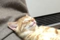 筋トレしているのかな!?(笑)ダイナミックな寝相を決める猫ちゃんの姿が可愛すぎ!