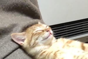 筋トレしているのかな！？（笑）ダイナミックな寝相を決める猫ちゃんの姿が可愛すぎ！