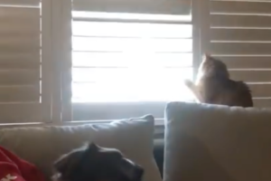 猫 vs 飼い主！ブラインドの支配権をめぐるバトルの軍配は果たしてどちらに！？