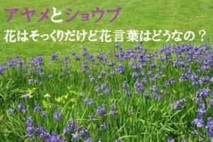 どちらも「菖蒲」と書く花「アヤメ」と「ショウブ」の花言葉は？漢字は同じでも別の花！