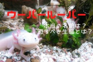 「ウーパールーパー」は日本でしか伝わらない？！本当の名前はアホロートル！