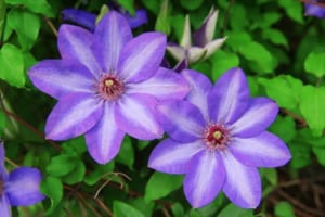 クレマチス（テッセン）の花言葉は？日本では「鉄仙」と呼ばれるつる植物