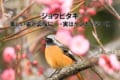 美しい姿ながらケンカっ早い！冬の渡り鳥の「ジョウビタキ」はこんな鳥