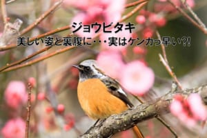 美しい姿ながらケンカっ早い！冬の渡り鳥の「ジョウビタキ」はこんな鳥