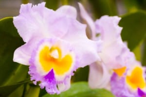 「洋ランの女王」とも呼ばれるカトレア、人気の高いこの花には妖艶な花言葉が！！