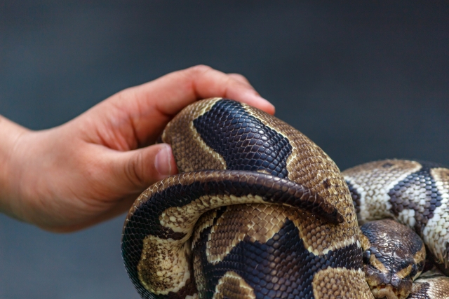 snake