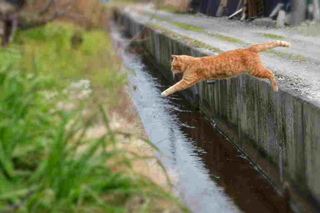 cat
