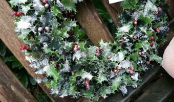クリスマスに「柊(ヒイラギ)」を飾る理由を知っていますか?その花言葉もクリスマスにぴったり!!