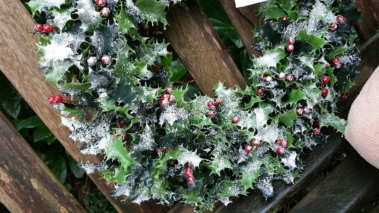 クリスマスに「柊(ヒイラギ)」を飾る理由を知っていますか?その花言葉もクリスマスにぴったり!!