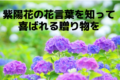 紫陽花の花言葉は色によって様々!贈る前に知っておきたい色ごとの意味
