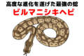蛇界最強の「ビルマニシキヘビ」!非常に高度な進化を遂げた蛇の生態に迫る!