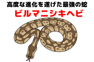 蛇界最強の「ビルマニシキヘビ」！非常に高度な進化を遂げた蛇の生態に迫る！