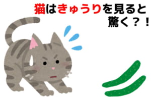 動画で話題！猫はなぜきゅうりに驚くのか？猫の優れた身体能力についても解説