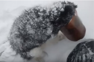 ペットボトルから頭が抜けなくなってしまったハスキー犬、発見した男性による救出劇が話題に