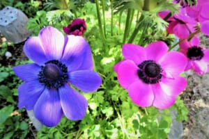 アネモネの花言葉はネガティブなものが多い！その理由はギリシア神話にあり？！