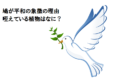 なぜ鳩は平和の象徴なのか?そして咥えている植物はなに?