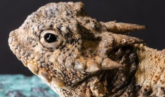目からビームを発射するトカゲ!?「ツノトカゲ」とはいったい何者?