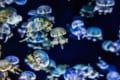 クラゲには脳がないって知ってた?心臓や血液もない不思議な生物