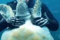 ウミガメの首は、たぷたぷだった!下田海中水族館の動画が話題に「うちの旦那のたぷたぷよりすごい・・」