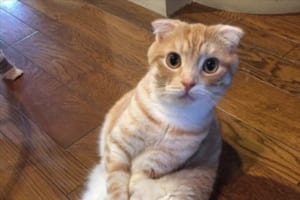 痛みに苦しんでいることを知ってほしい・・・折れ耳のスコティッシュの「スコ座り」に関する獣医のツイートに反響