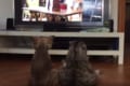 まるで人間の兄弟のよう・・テレビを並んで鑑賞するワンコとニャンコが可愛らしい!