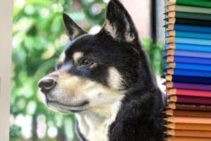 まるで生きているよう・・高校生が色鉛筆で50時間かけて描いた絵が凄すぎる！背景の描写にもため息