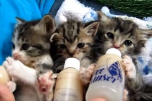 生まれたばかりの3匹の子猫。くっつきながら、ミルクを夢中に飲む様子が可愛すぎる！