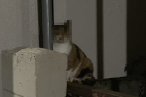 お笑いコンビ「オードリー」の若林正恭に激似のニャンコが発見されて話題に！