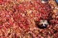紅葉からひょっこり顔を出す姿が可愛らしいと話題に！おびひろ動物園のエゾタヌキ